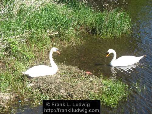 Swans